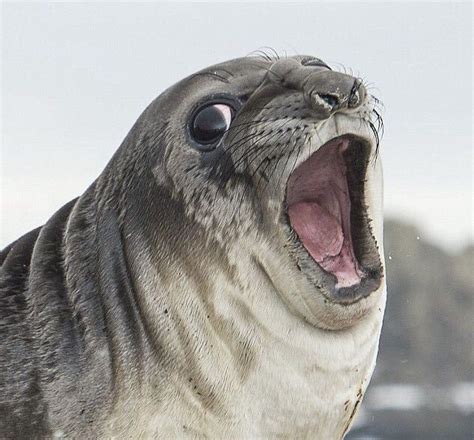 Psbattle Surprised Seal Rphotoshopbattles