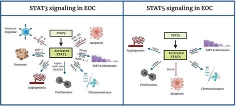 Cancers Free Full Text Activation Of Stat3 And Stat5 Signaling In Epithelial Ovarian Cancer