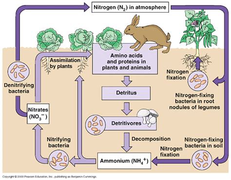 Igcse Biology 4 11b Describe The Stages In The Nitrogen Cycle Including The Roles Of Nitrogen