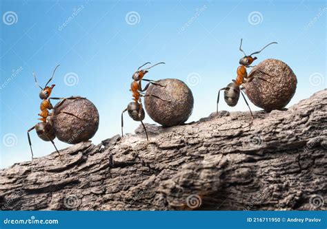 Ants Roll Heavy Stones Uphill At Rock Teamwork Concept Stock Photo