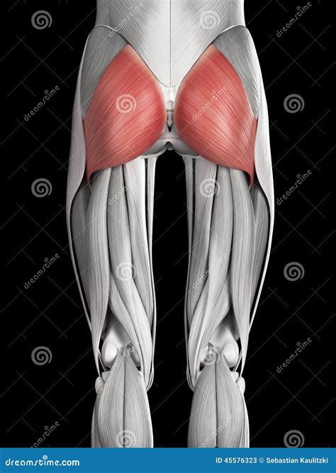 The gluteus maximus