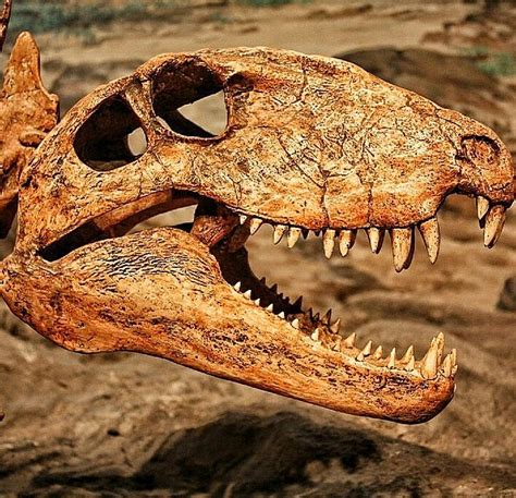 Dimetrodon Meaning Two Measures Of Teeth Is An Extinct Genus Of