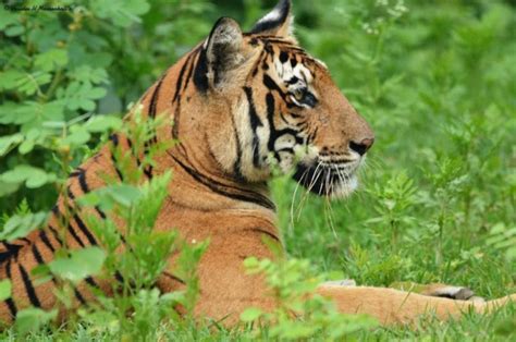 Nagarhole National Park And Tiger Reserve Big Cats India Customised