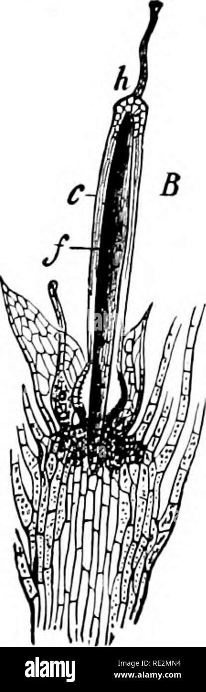 . Elementary botany. Botany. Fig. 285. Two different stages of young sporogoniuni of a moss ...