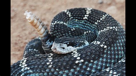 Rattlesnake Northern California Youtube