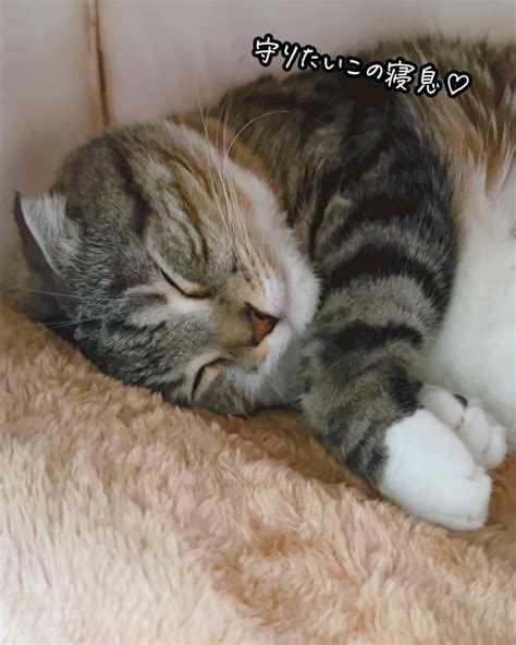 【激かわ】猫のふみふみを求めて猫ハウスを衝動買いした飼い主の末路（ねこぞー） エキスパート Yahooニュース