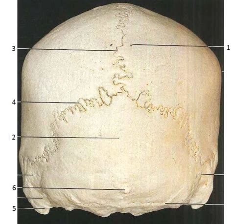 Lab 21: Posterior View of Skull Diagram | Quizlet