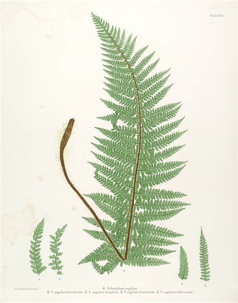 Free Fern Printables The Painted Hive