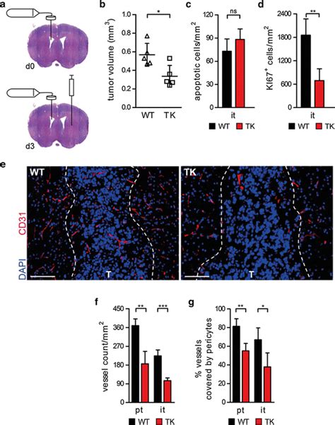 Microglia Macrophage Depletion Diminishes Tumor Volumes And