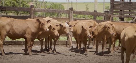 Fazenda Palmito Exemplo De Sustentabilidade Na Pecu Ria