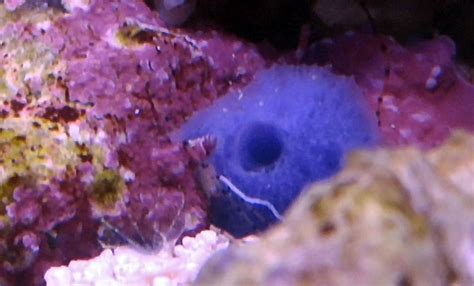 Blue sponge brag! | Reef2Reef