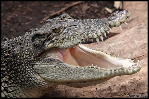 Toothy grin american crocodile crocodylus acutus flamingo everglades ...