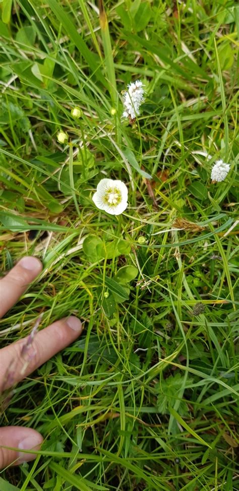 Marsh Grass Of Parnassus From Bruksvallarna Sverige On July