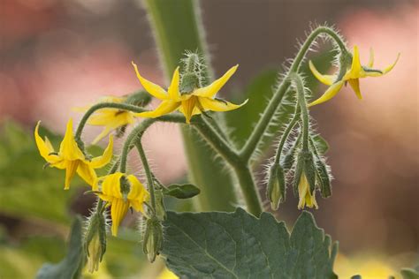 How Much Sunlight Do Tomato Plants Need Complete Guide