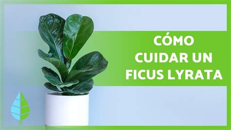 Cuidados Del Ficus Lyrata Riego Sustrato Poda Y M S Youtube