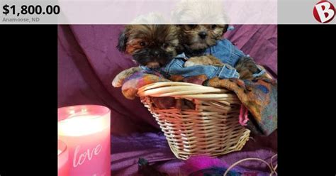 Just 2 Now! Pom Tzu Puppies pomeranian x shih tzu | Anamoose, ND