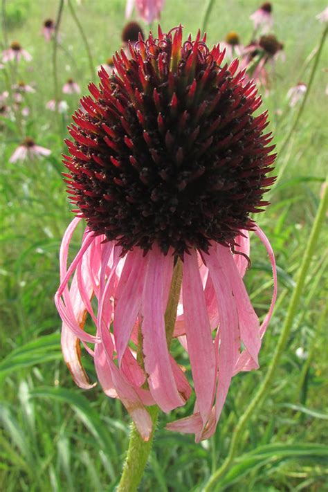 Pale Purple Coneflower | Illinois Pollinators