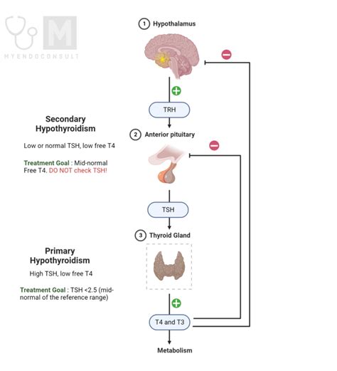 Levothyroxine Dosage Calculator For Hypothyroidism My Endo Consult