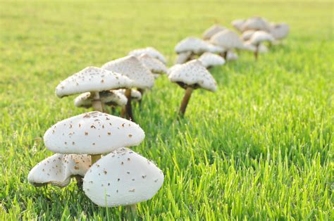 How To Get Rid Of Mushrooms In Garden Soil Fasci Garden