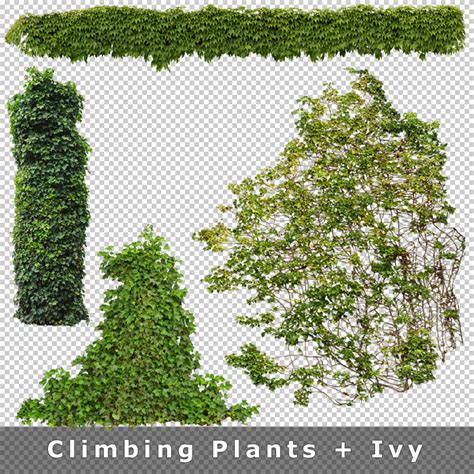 Cutout Plants V03 Cutout Vegetation For Architecture Renderings