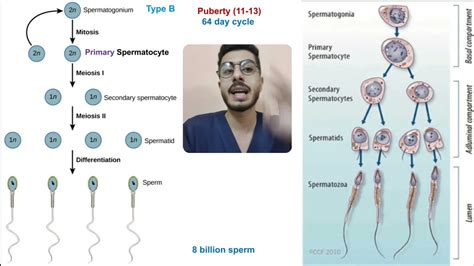 Embryo Pre Fertilization Events Gametogenesis P Youtube