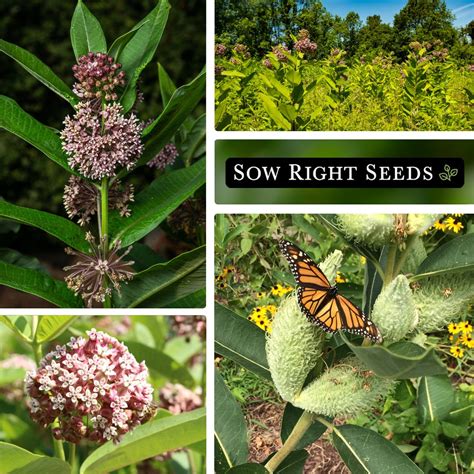 Common Milkweed Seeds | Attract Monarchs to Your Garden – Sow Right Seeds