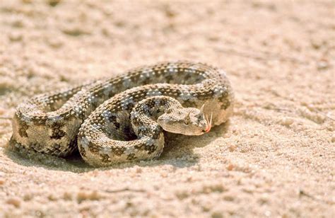 Horned Desert Viper Cerastes Cerastes Photograph By Photostock Israel