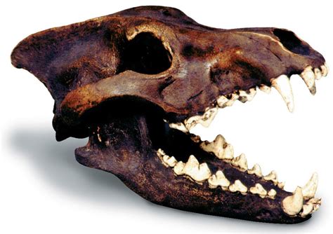 Dire Wolf Skull Replica Animal Anatomical Models