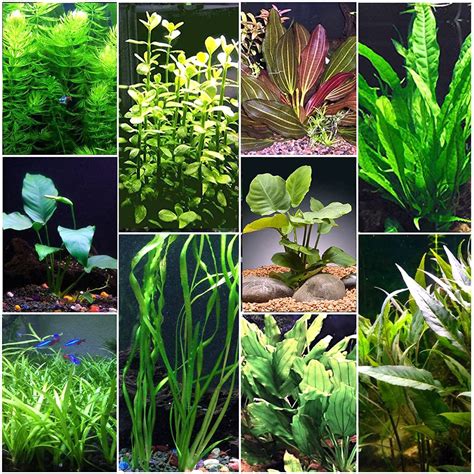 Do Aquarium Plants Need Soil? | Atlas Scientific