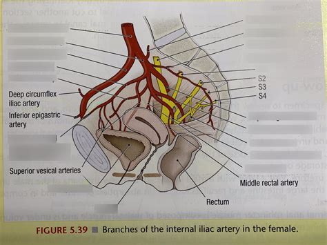 Female Branch Of Internal Iliac Artery Diagram Quizlet