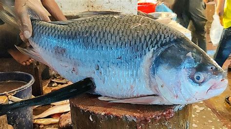 Gian Catla Fish Cutting Big Katla Fish Cutting Amazing Big Katla