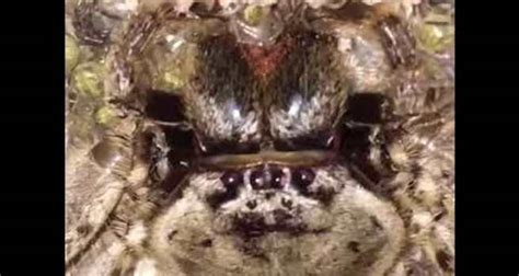 Giant Huntsman Spider Gives Birth To Hundreds Of Babies