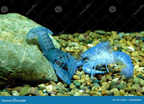 Crayfish in the aquarium stock image. Image of nature - 127176611