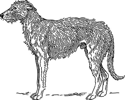 Clipart - deerhound