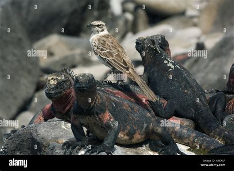 Iguana Marina De Gal Pagos Amblyrhynchus Cristatus Con Capucha