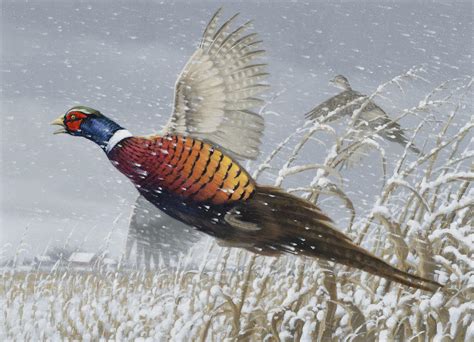 Wildlife Art Prints Plus Original Paintings With A Wide Selection From