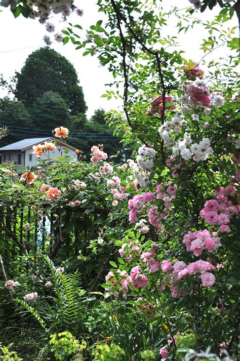 バラに囲まれる豊かな暮らしを手作りで。中村真美さんの庭【松本路子の庭をめぐる物語】 Gardenstory ガーデンストーリー