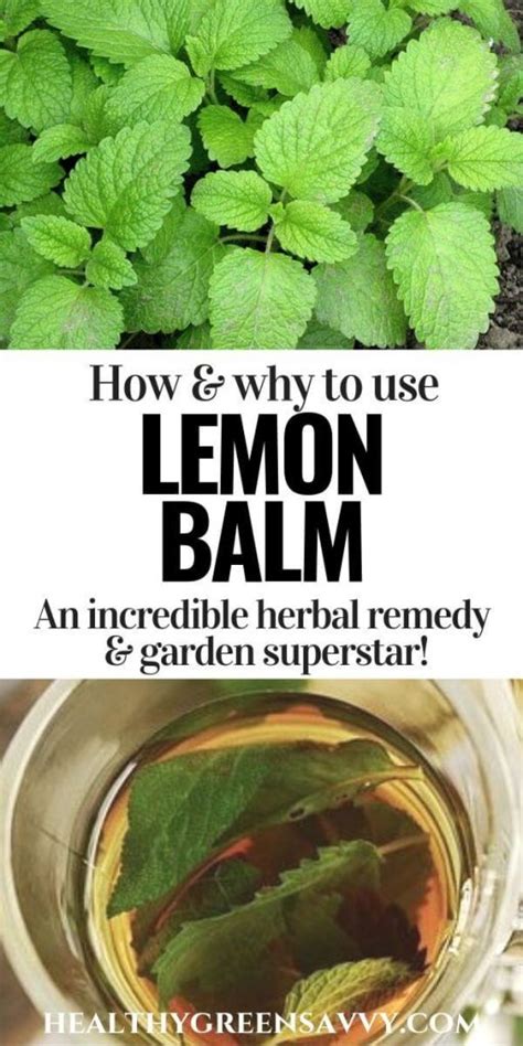 12 Uses for Lemon Balm, a Delicious Medicinal Herb - HealthyGreenSavvy