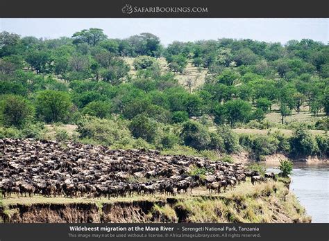 Best Time To Visit Tanzania Month By Month