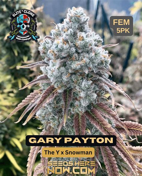 Gary Payton Strain Seeds Fem Pk Gary Payton Feminized Seeds