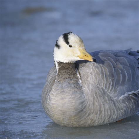 Download wallpaper 2780x2780 duck, bird, feathers, winter ipad air ...