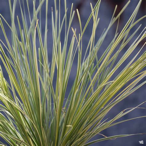 Lomandra 'Platinum Beauty' | Sunset — Green Acres Nursery & Supply