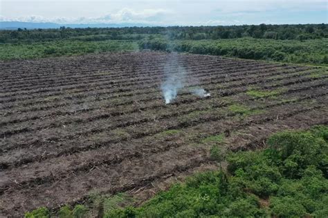 Deforestasi SM Rawa Singkil Setara 140 Kali Lapangan Bola Sawitku Id