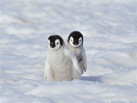 Adorable Photos Of Baby Penguins