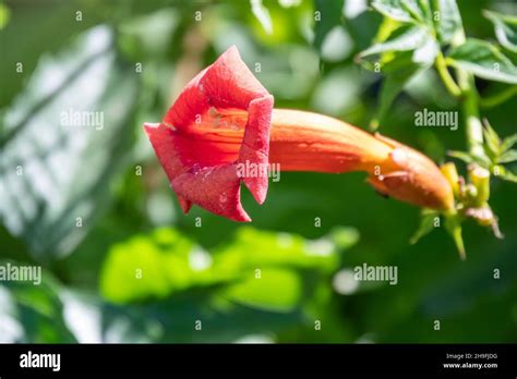 Red Flowers Of Campsis Grandiflora In Blossoming During Summer Campsis