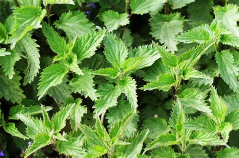 Premium Photo Urtica Dioica Often Called Common Nettle Or Stinging Nettle