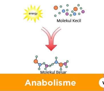 Detail Contoh Proses Katabolisme Koleksi Nomer