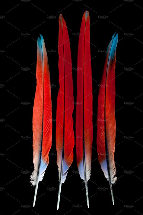 Scarlet macaw feathers | High-Quality Nature Stock Photos ~ Creative Market