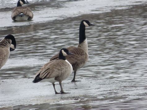 Canada Goose vs. Cackling Goose | Badgerland Birding