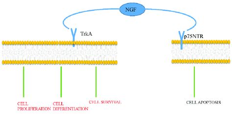 Ngf Exerts Its Function By Activating Trka And P Ntr Activation Of